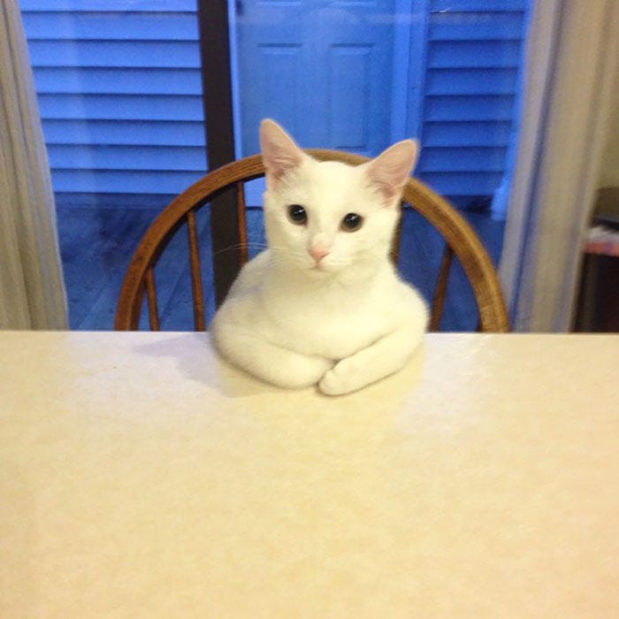 La gente está subiendo fotos de sus gatos haciendo cosas raras y ...
