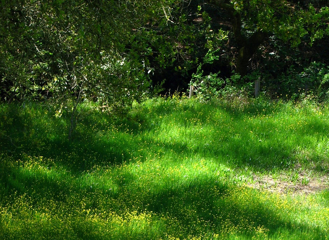 Green field.
