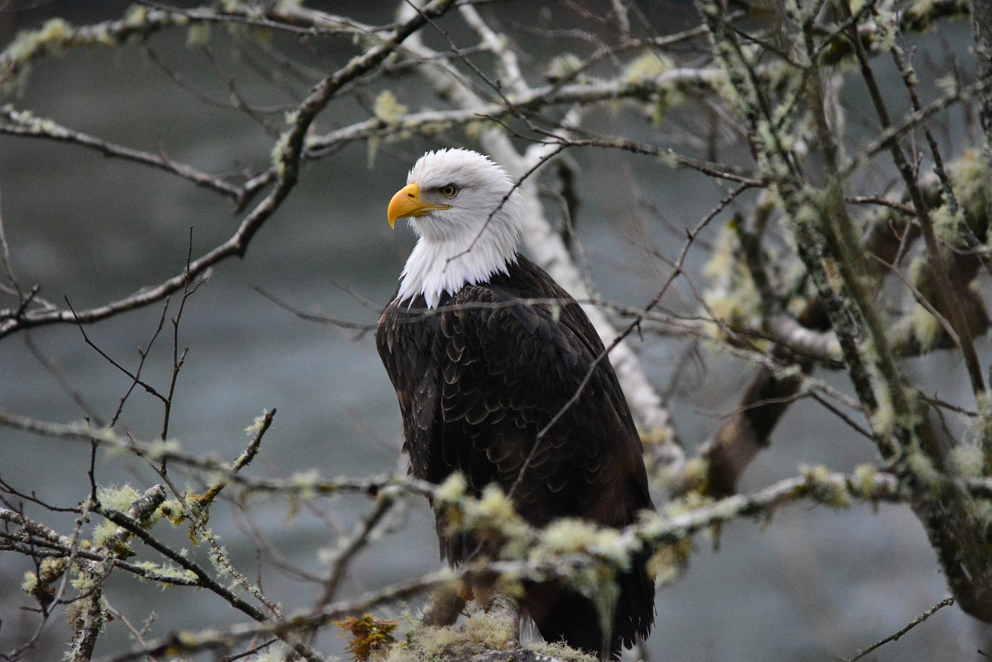 A bald eagle peers from a tree near Rockport in Skagit County. (Sandee Waddoups)