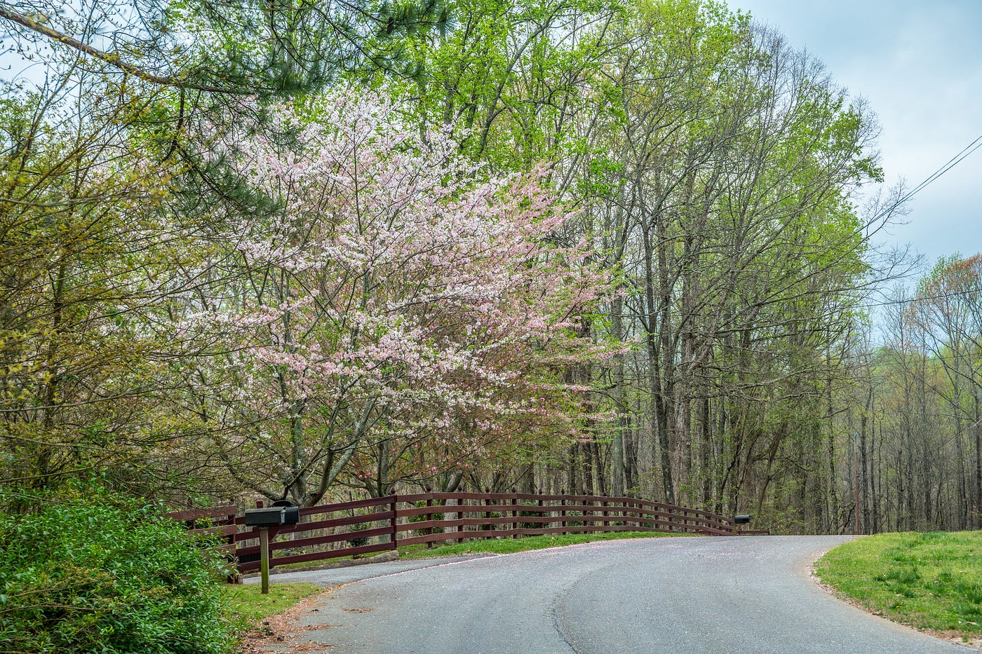 Two-lane asphalt road curves gently bordered by trees in early spring
