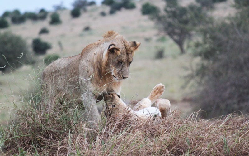 Amboseli National Park Tour Package
