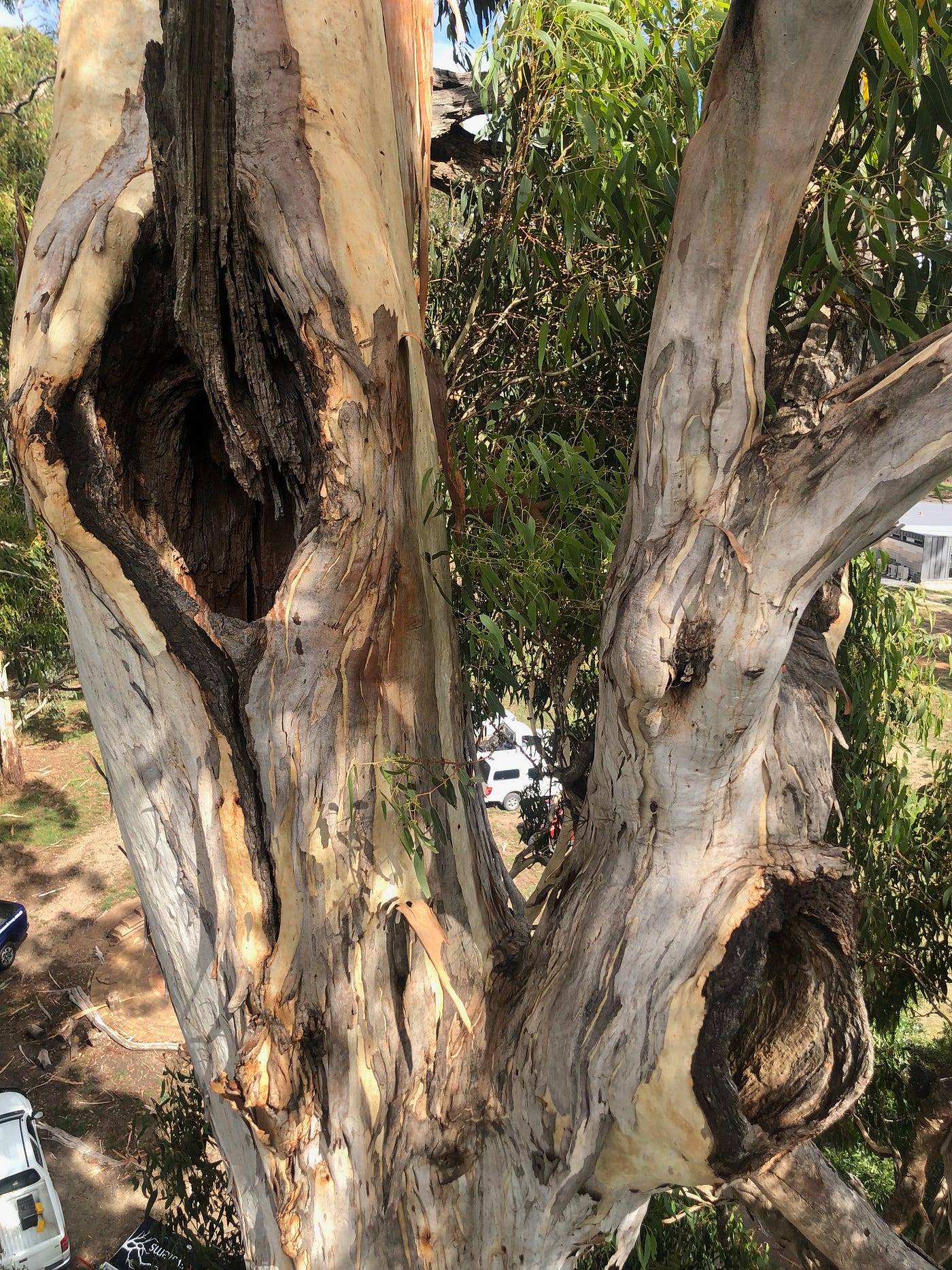 Artificial and Natural Hollows Cannot Withstand Negligence by Tiago