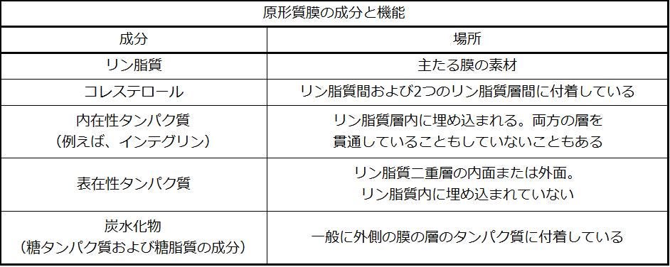 生物学 第2版 第5章 原形質膜の構造と機能 Japanese Translation Of Biology 2e By Better Late Than Never Medium