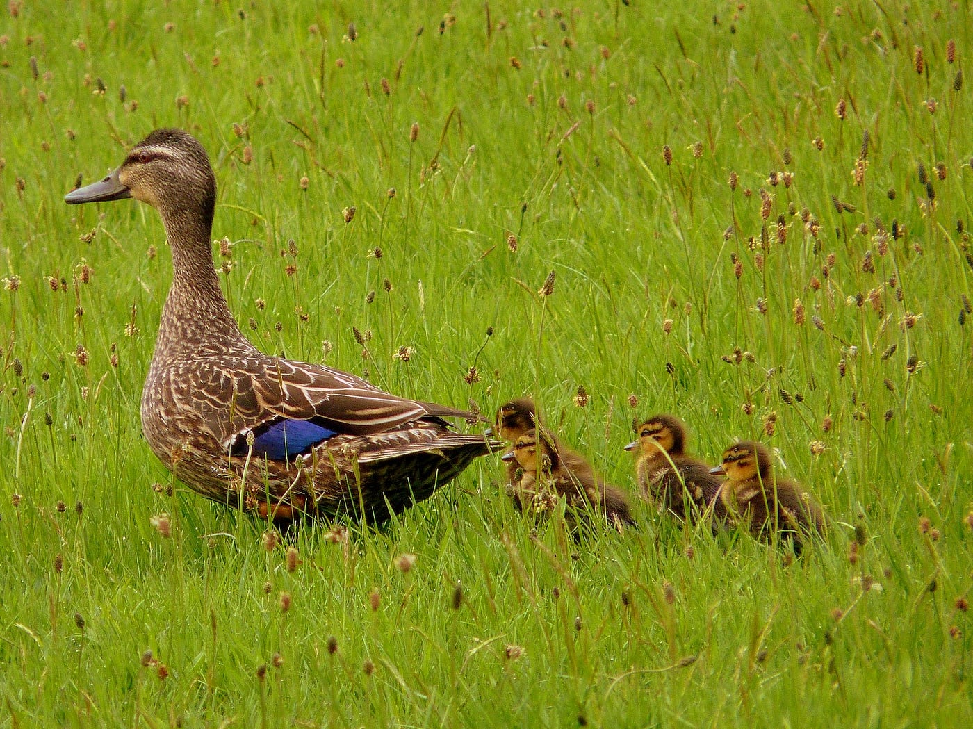 mother duck leading four ducklings through a meadow