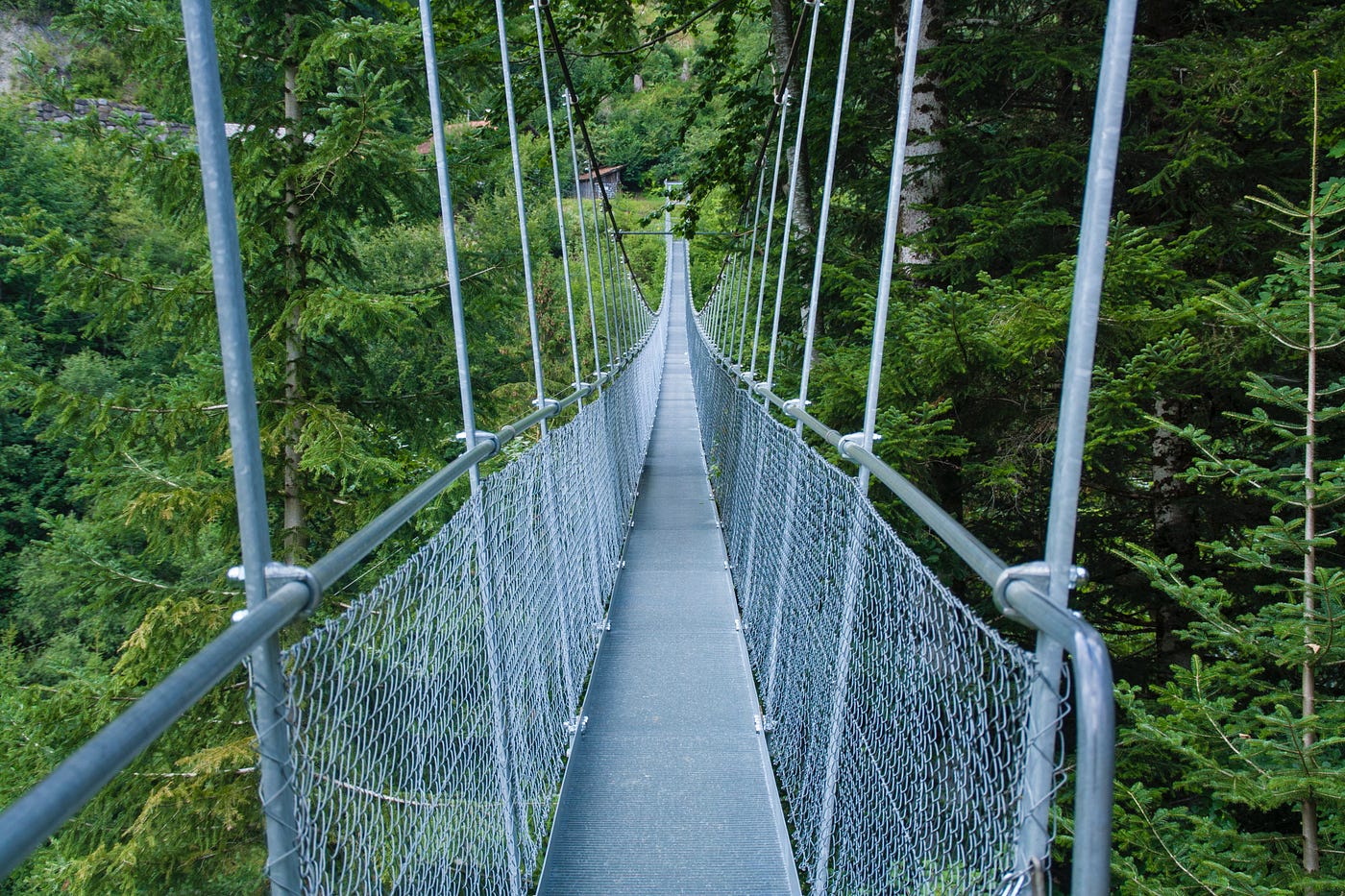 Metal footbridge in evergreen tree tops