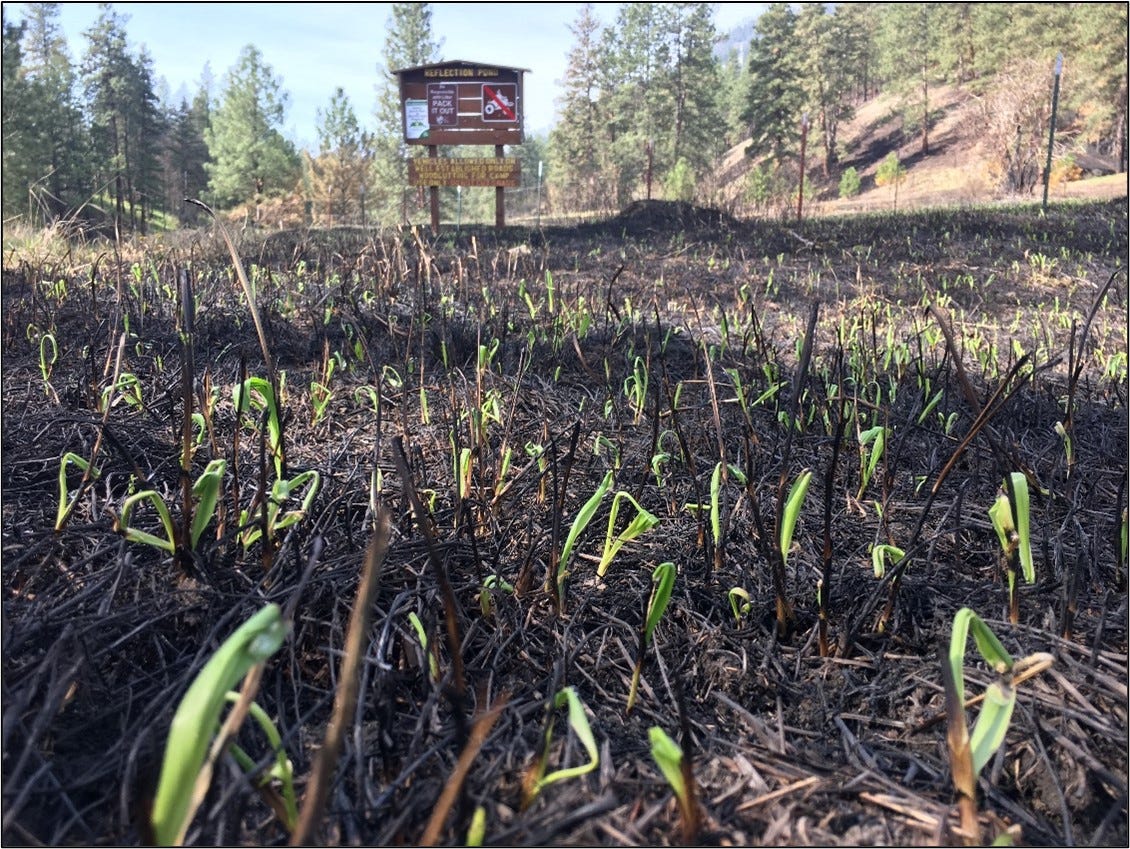 Burned vegetation with small green plants emerging in the foreground