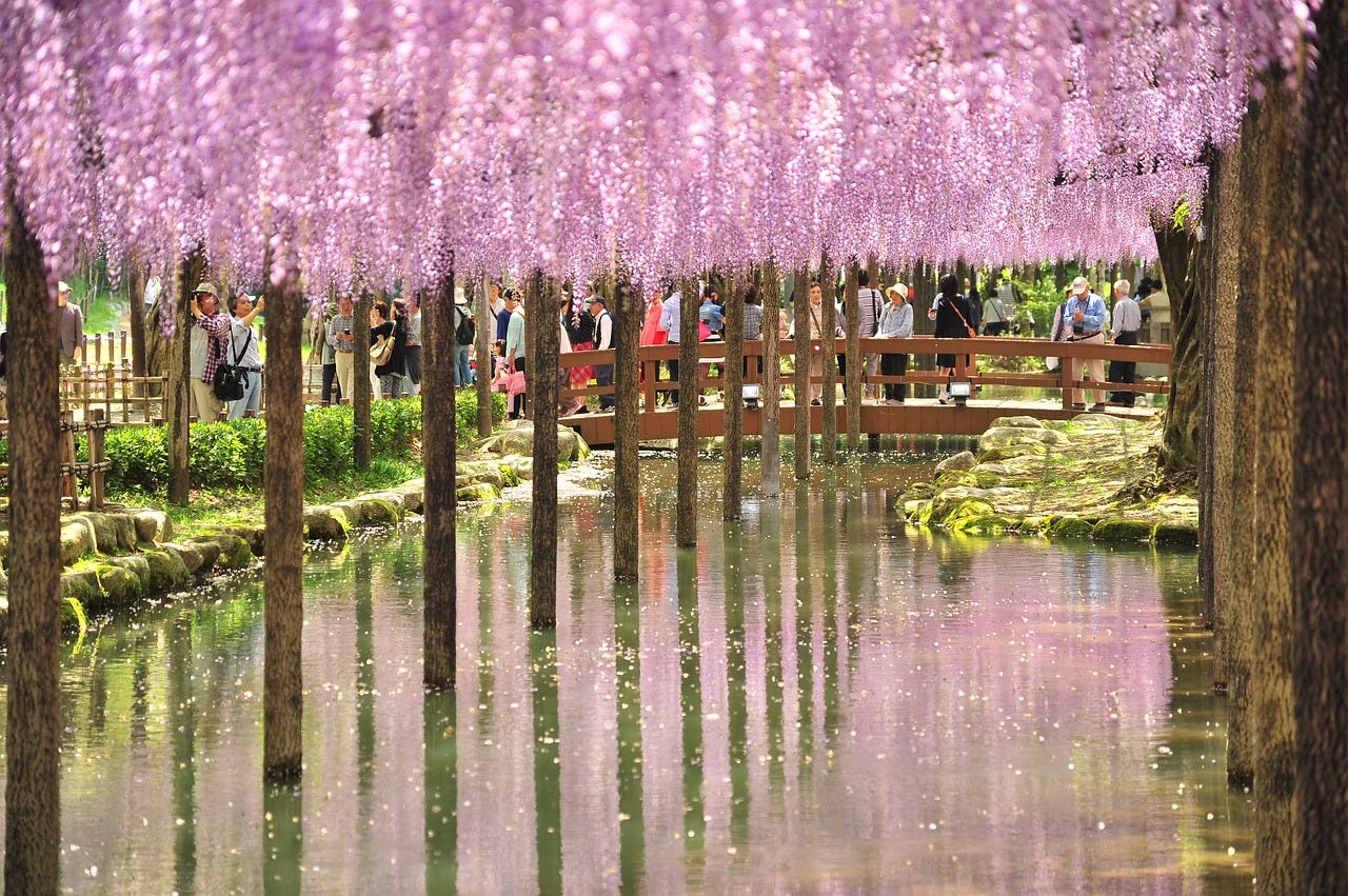 Ashikaga Flower Park The Kingdom Made Of Flowers By Booking Families Medium
