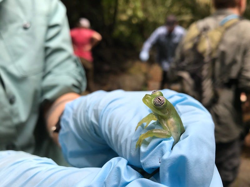 A green frog with patterned eyes being released into the wild.
