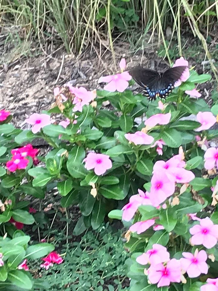 Law of Attraction — Headless Now — Prose Poem — Moca McCarty Photo