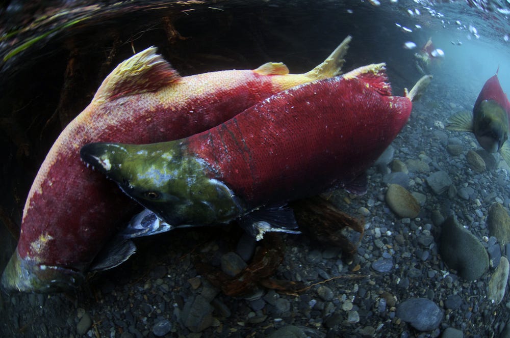 sockeye salmon fight on the spawning grounds