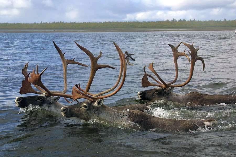 large elk antlers