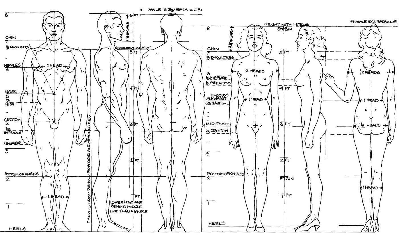 Beginner´s Guide; Importance of Proper Body Proportions and How to Get Them  Right | by Scriba Stylus | Medium