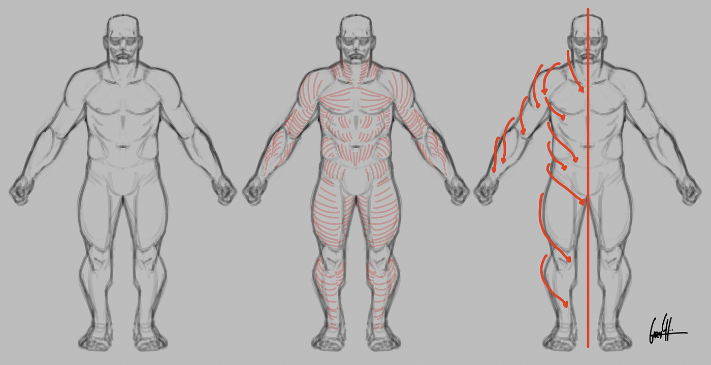 Muscle Memory: Mastery in Character Design Through Anatomy | by Gary Choo |  Medium