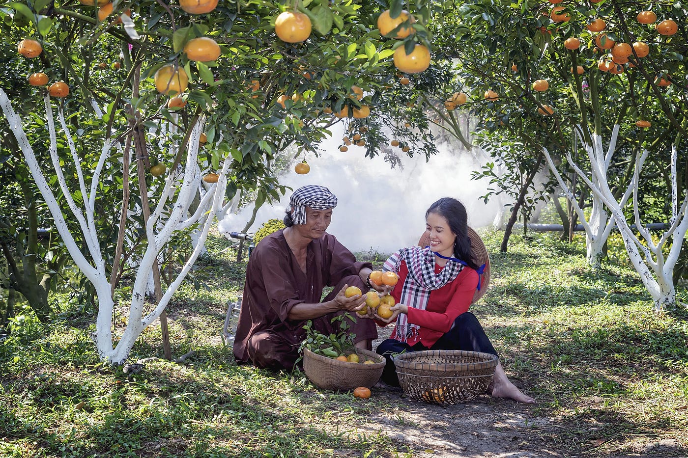 Two people sit on the ground in an orchard. Tangerine trees arch over their heads. Their hands and two baskets on the ground are full of tangerines.