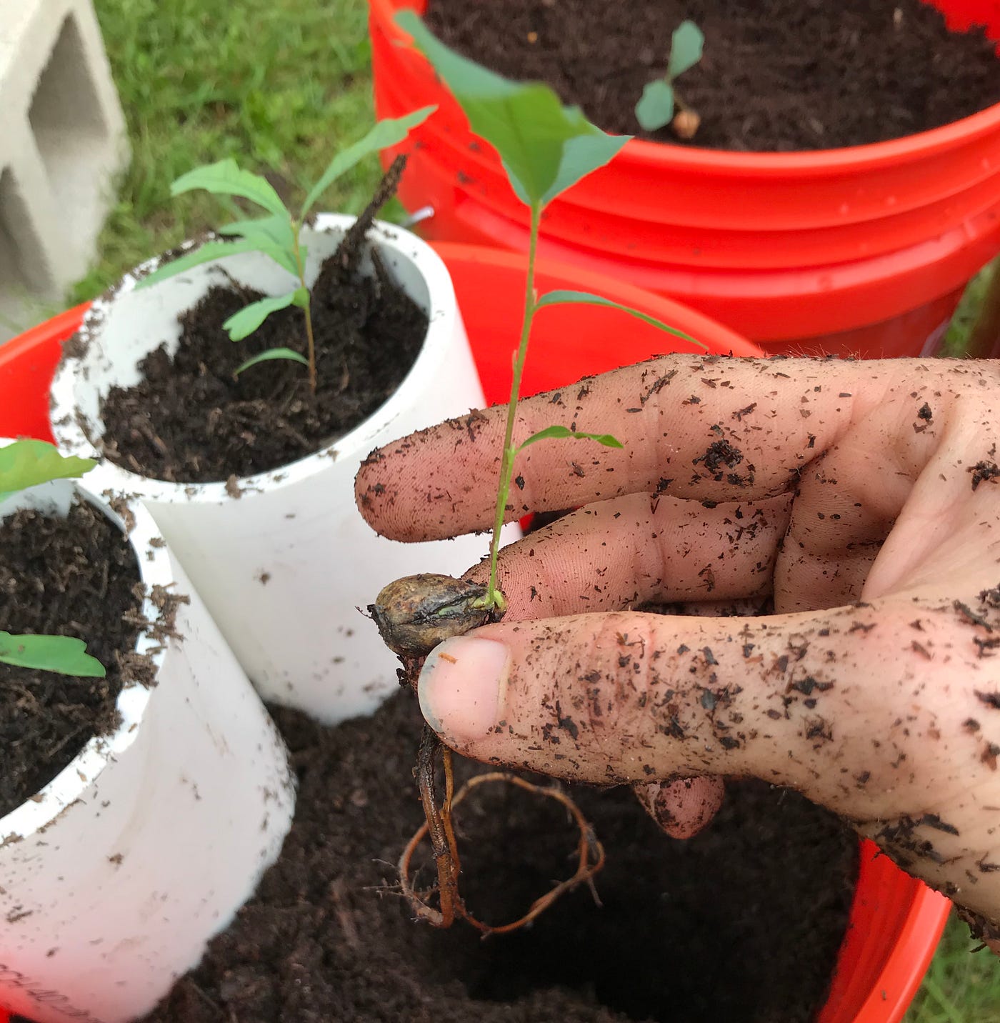 Growing An Oak Tree. Step 1. by Cage Johnson Medium