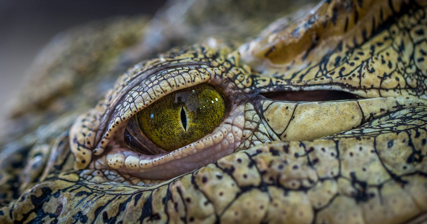 A crocodile’s eye up close, garrulous glaswegian medium