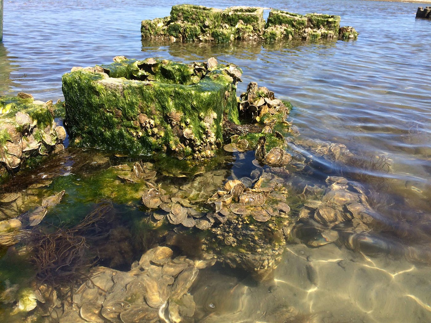 Creating Living Shorelines. Oyster Reefs on Chincoteague National… by U.S. Fish and Wildlife