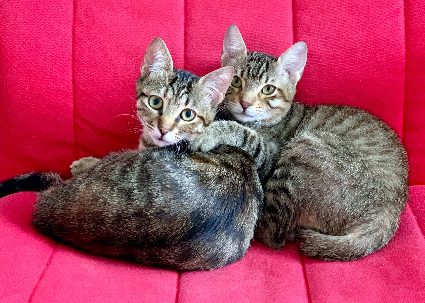 Two cats on a red chair