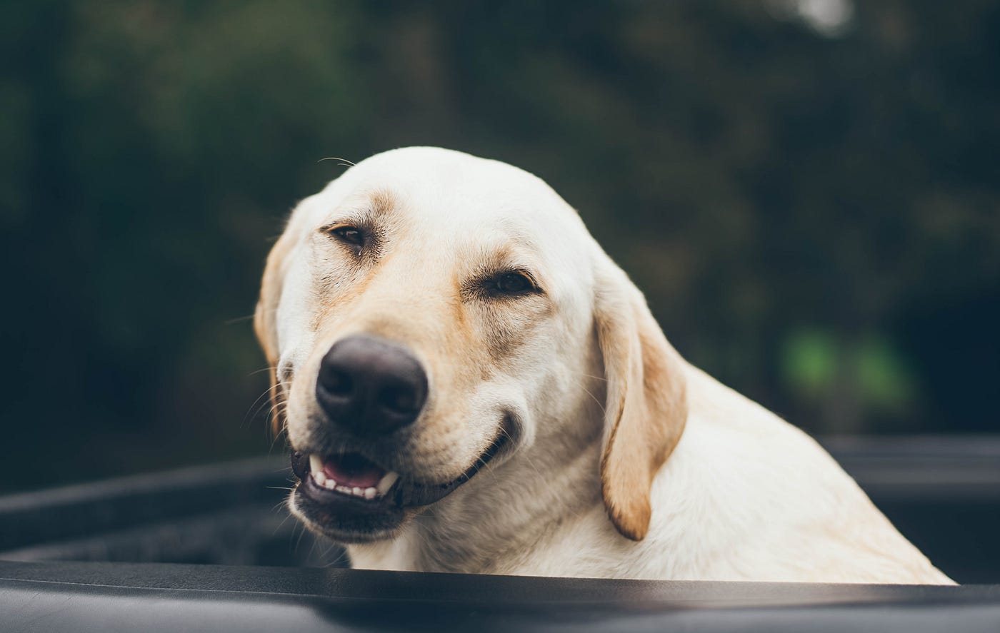 a smiling dog (labrador, golden retriever, idk)