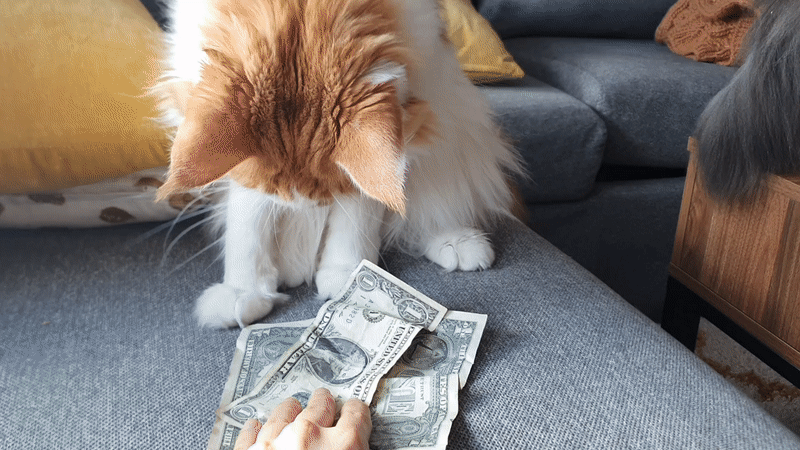 GIF of my hand slowly drawing money away from Astrid as she claws at it