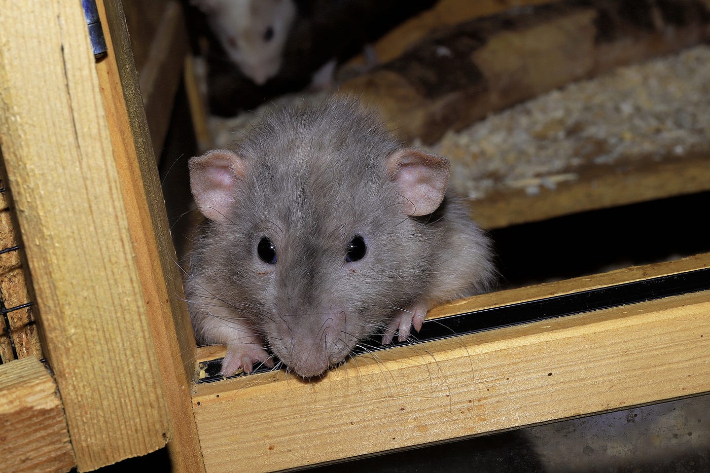 The Rats Scotched Our Weekend Plans | by Gauri Sirur | ILLUMINATION | Medium