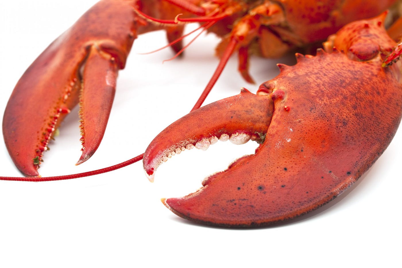 Habitat Of Lobster Claws at Veronica Bartley blog