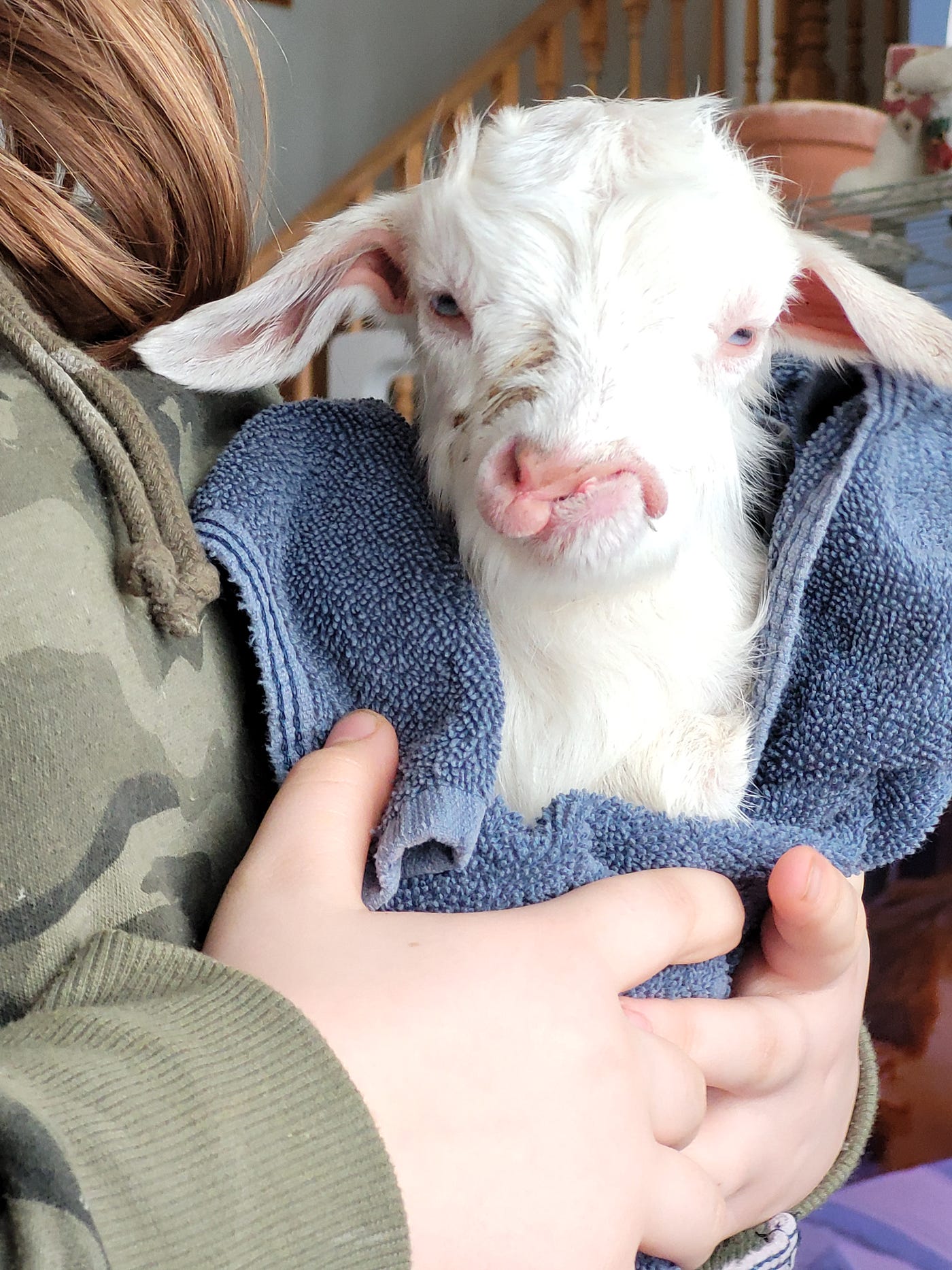 how to feed a baby goat with cleft palate