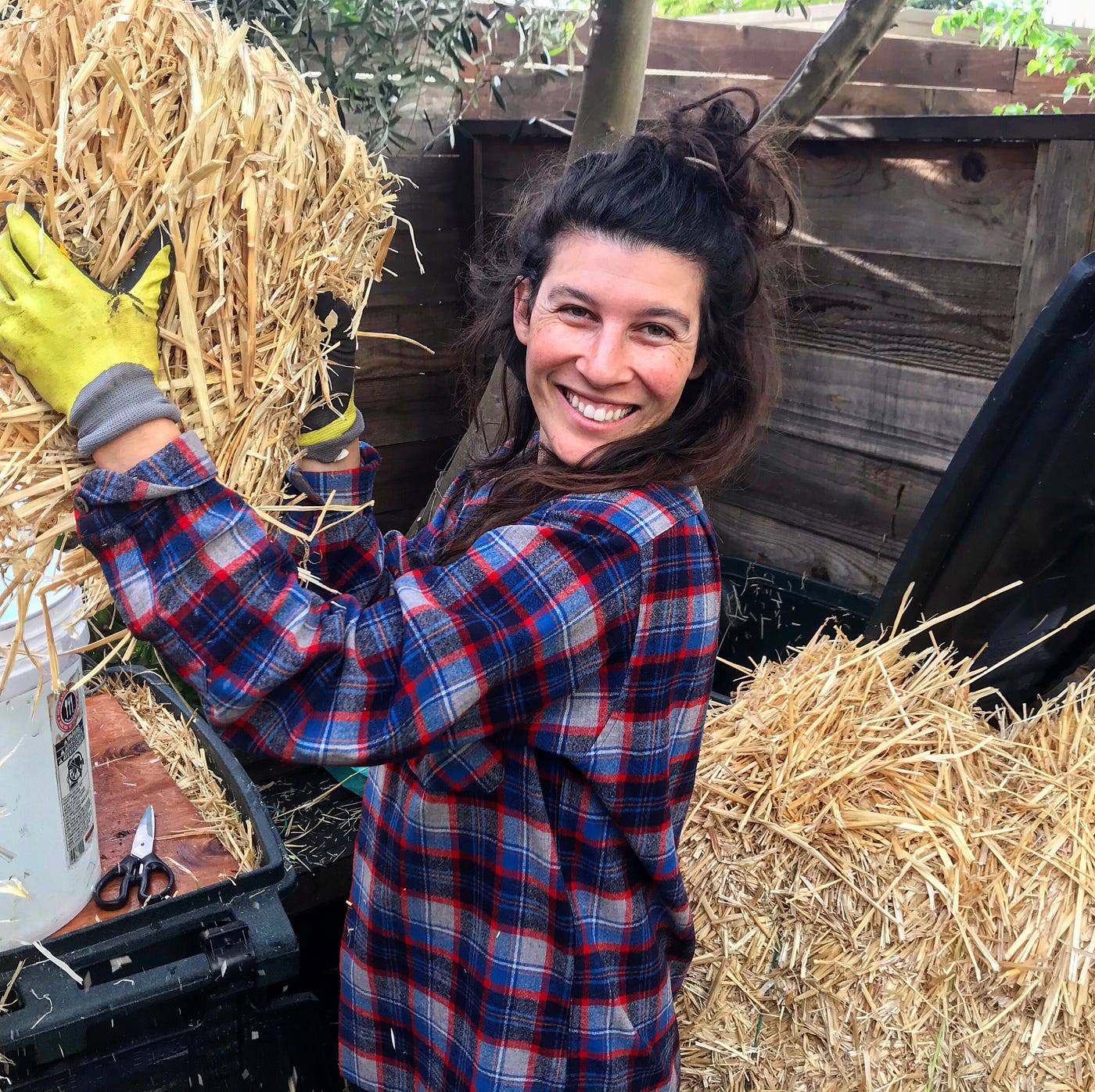 How to Grow Oyster Mushrooms at Home by Marissa Weitzman Medium