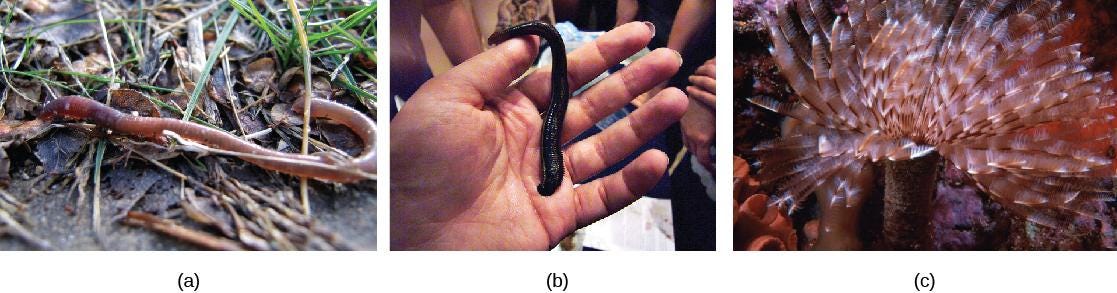 生物学 第2版 第28章 無脊椎動物 Japanese Translation Of Biology 2e By Better Late Than Never Medium 生物学 第2版 第28章 無脊椎動物 Japanese Translation Of Biology 2e By Better Late Than Never Medium