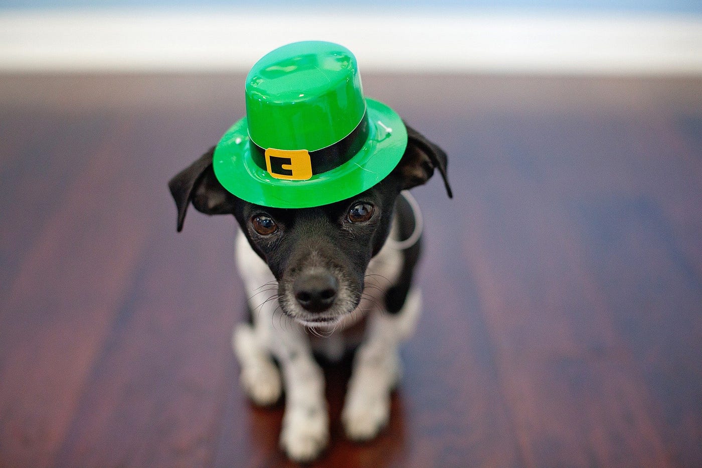 A puppy wearing a green St Patrick’s Day hat