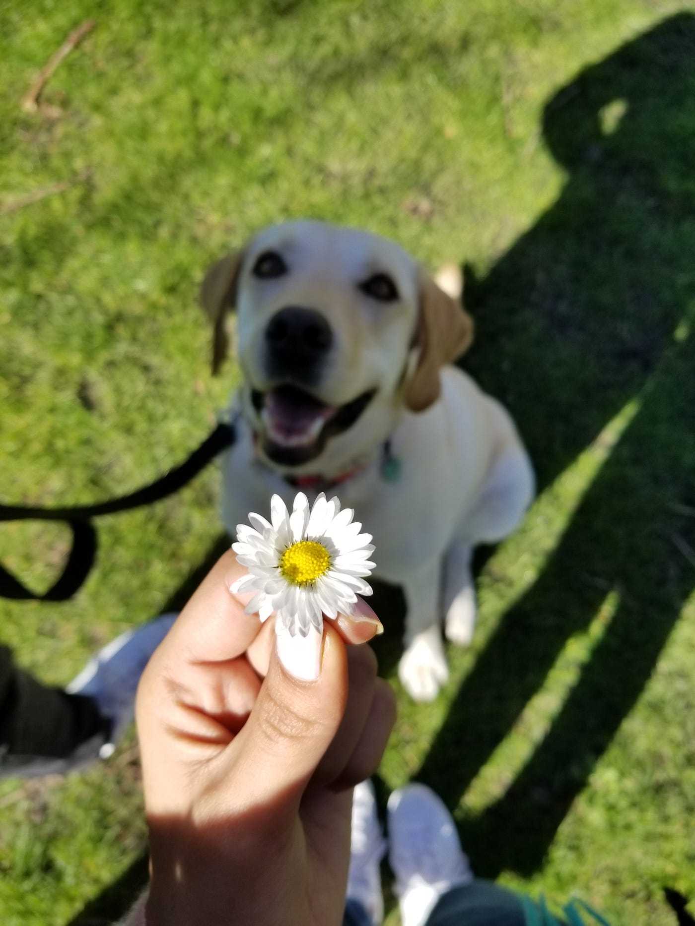 How to relocate your dog from India (Bengaluru) to USA