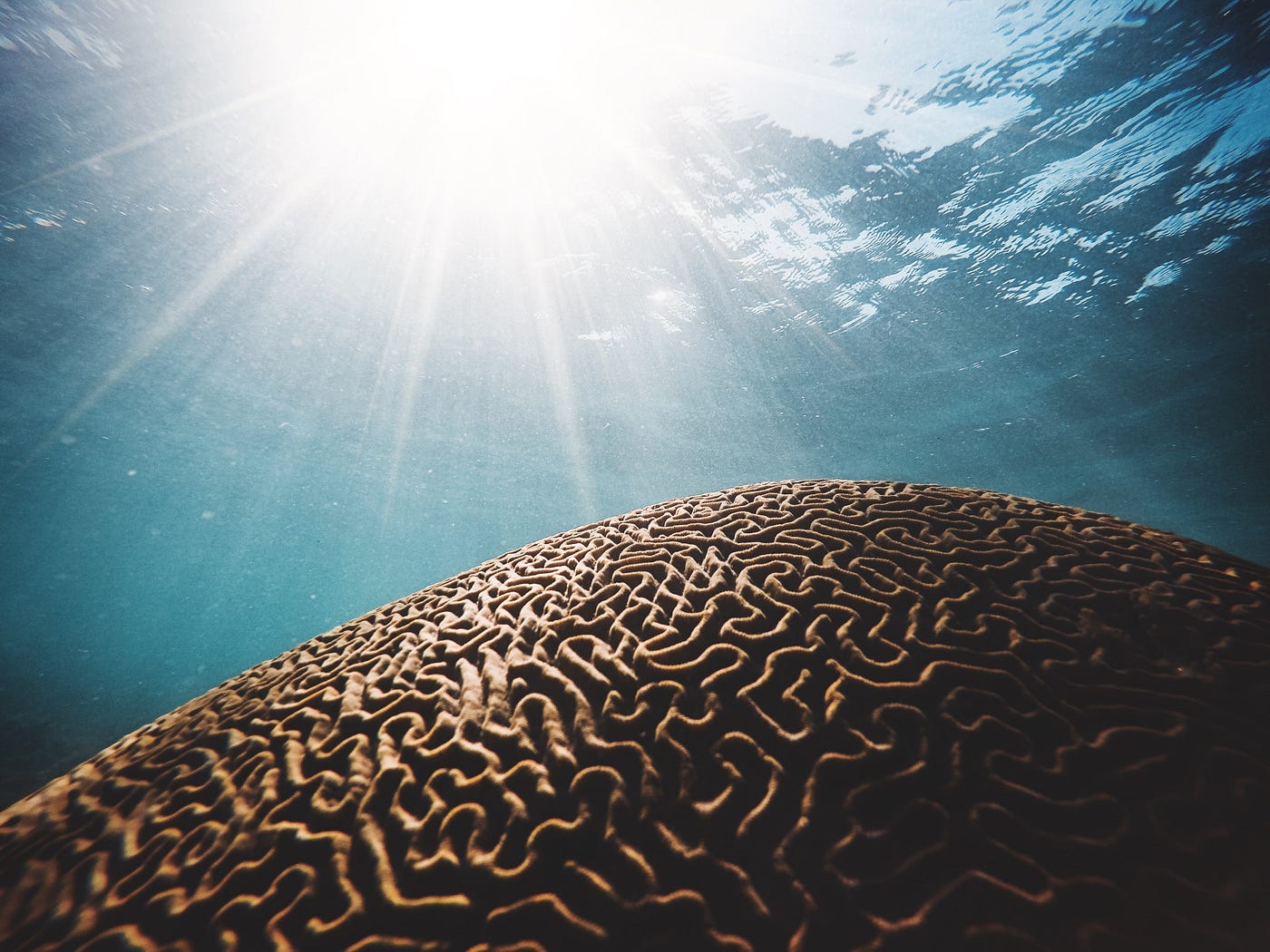 Underwater view of a coral with twisting lines like a brain