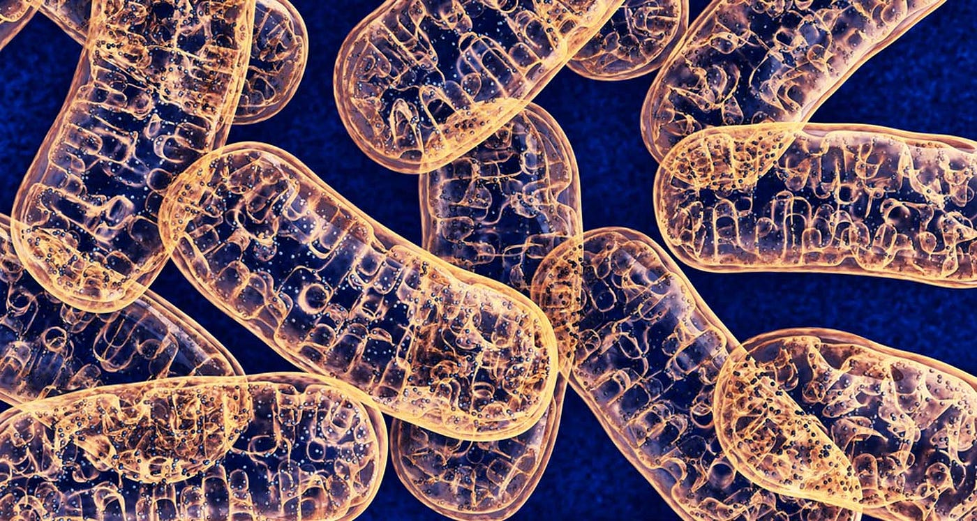 Por qué las mitocondrias son la clave para retrasar el proceso de  envejecimiento? | by Carlos David Escobar | Medium