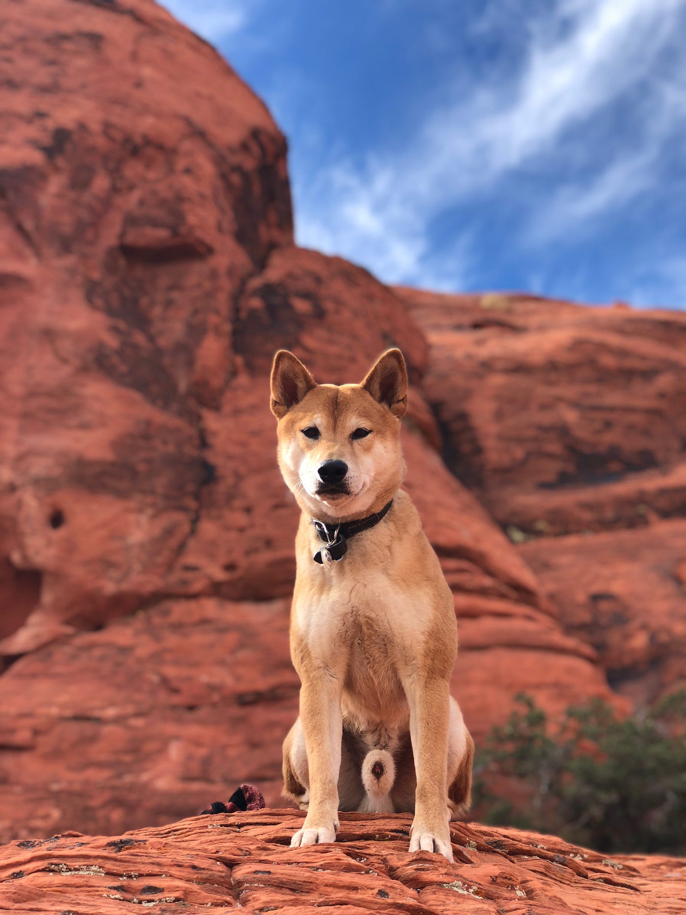 What my 10yearold dog taught me about life. by Manu Kiza