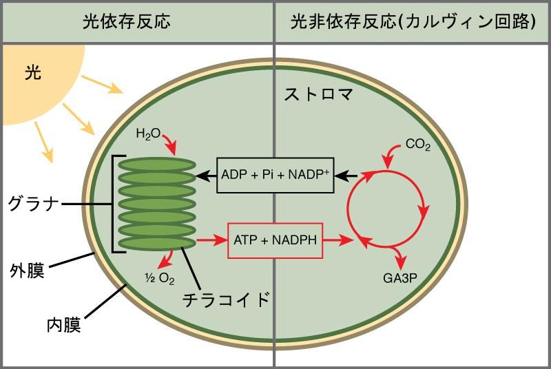 生物学 第2版 第8章 光合成 Japanese Translation Of Biology 2e By Better Late Than Never Medium
