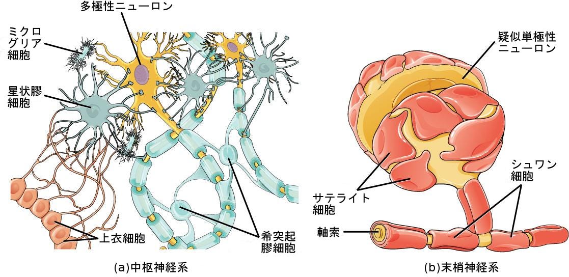 生物学 第2版 第35章 神経系 Japanese Translation Of Biology 2e By Better Late Than Never Medium