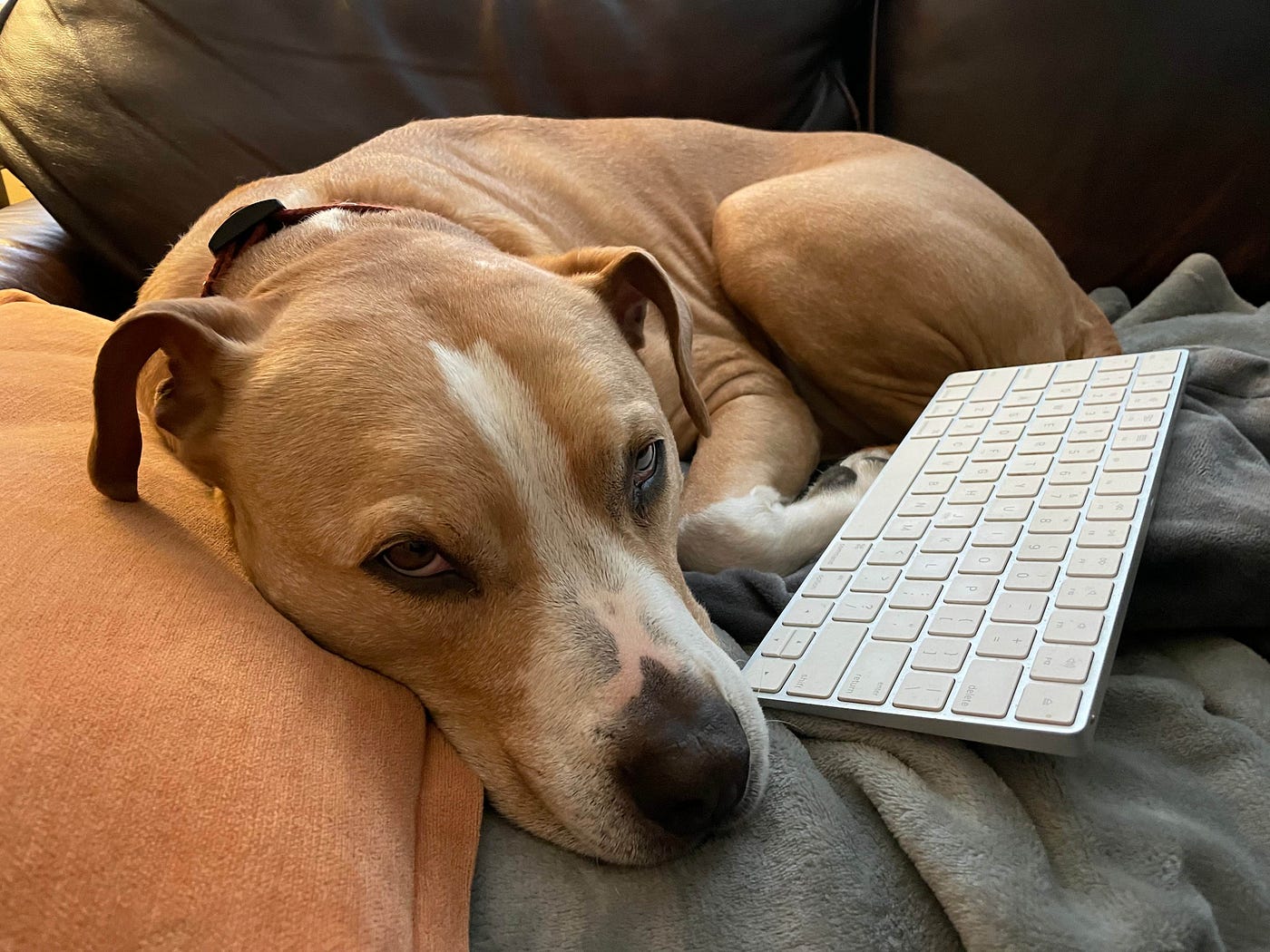 Dog-Driven Development. An Interview with Hank | by Karl Stolley | The  Pragmatic Programmers | Medium