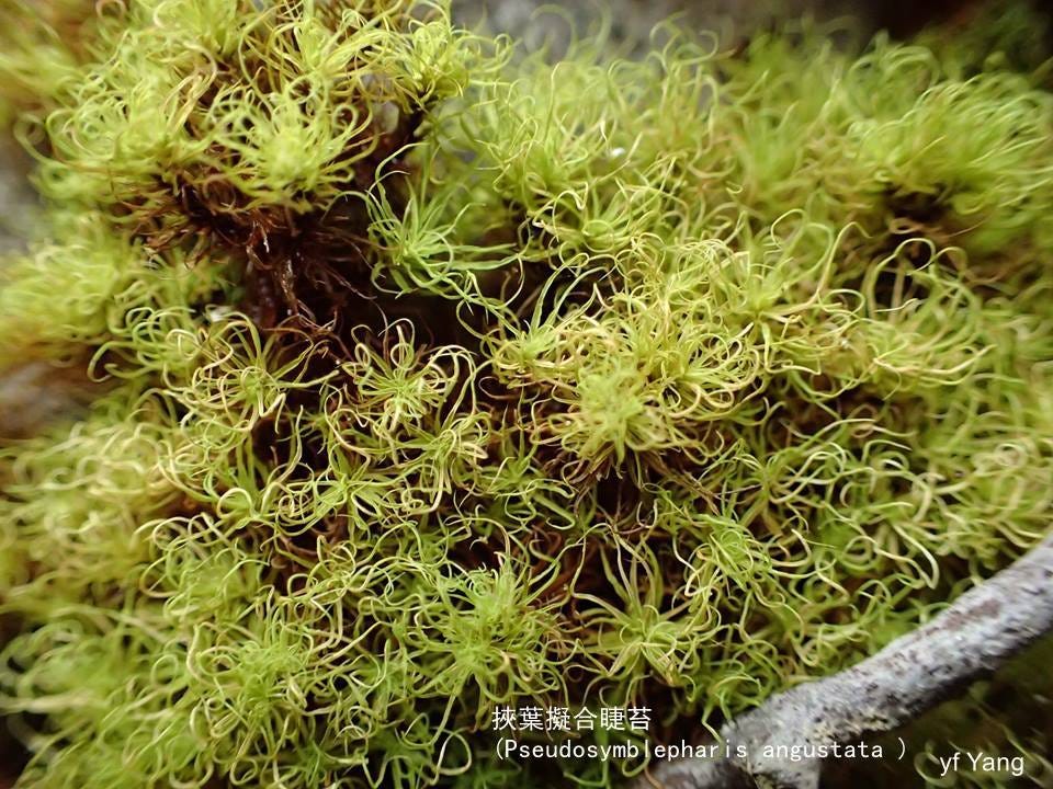 苔蘚學堂 淺談叢苔 Pottiaceae 叢苔科在台灣有22屬58種 石生 土生或樹生 平地到高山皆有其蹤跡 它的植物體直 By Yu Feng Medium