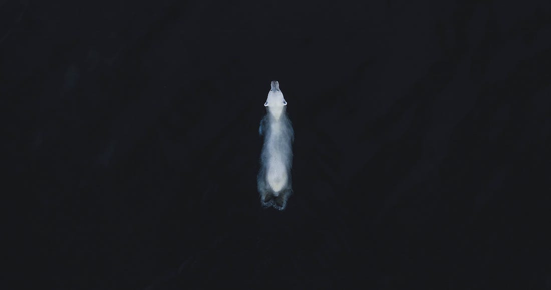A photo of a polar bear swimming in a deep dark ocean. The polar bear is seen from above; his fur is quite white.
