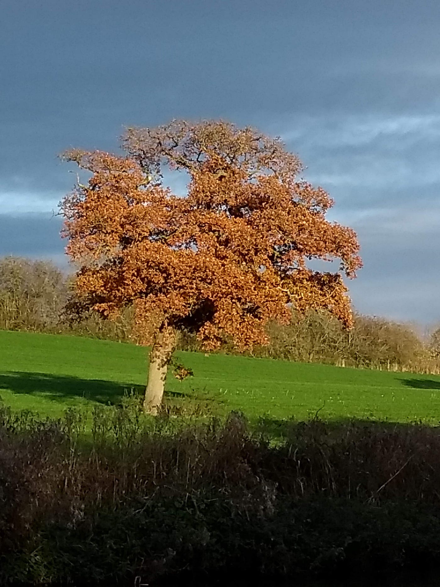 photo of an autumn oak tree in full orange from across the water