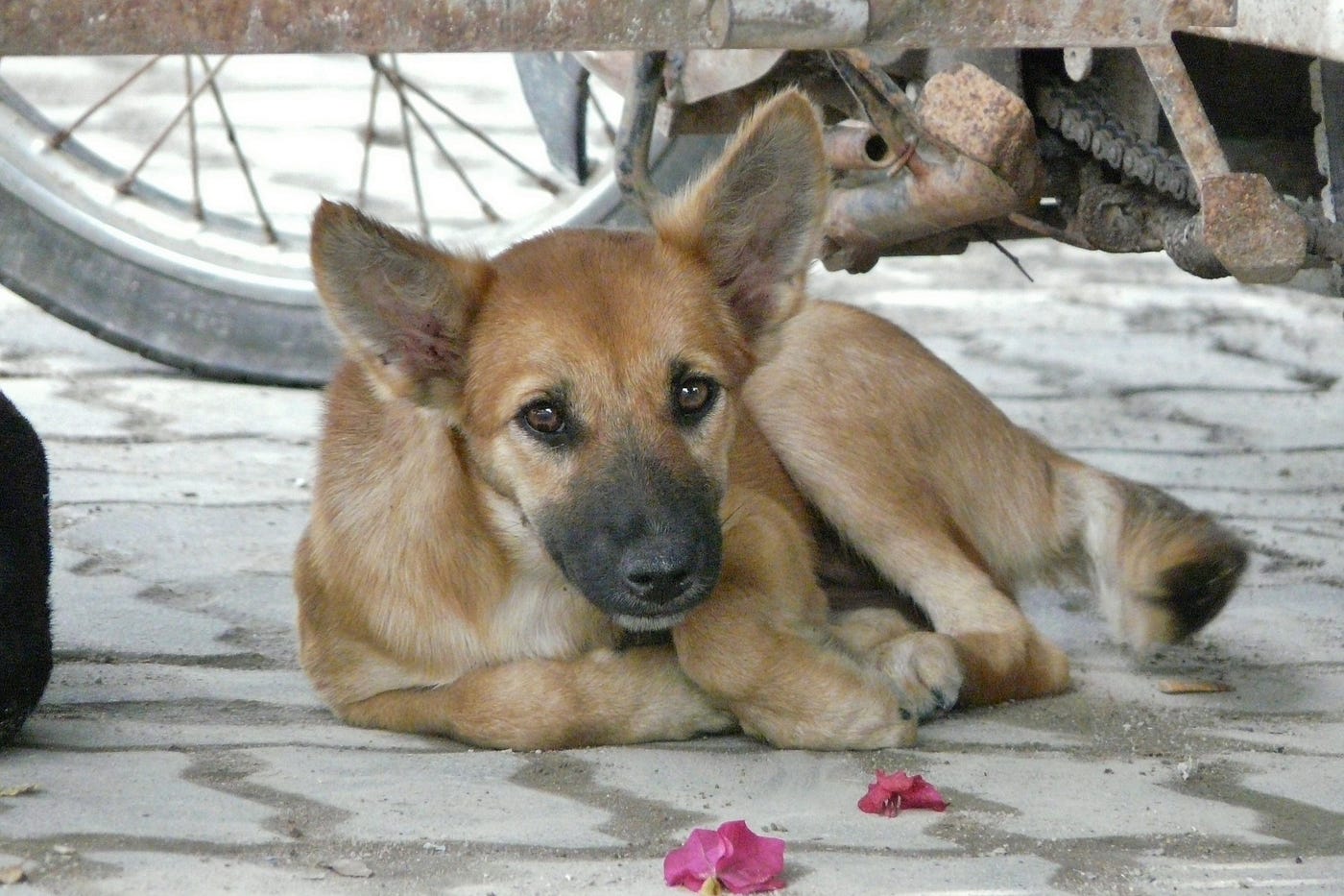 タイの風景の一部である犬と狂犬病について バンコクにはチワワの野良犬がいると聞いたことがある By だいじろー でいぜろバンコク Dayzero Bangkok Medium