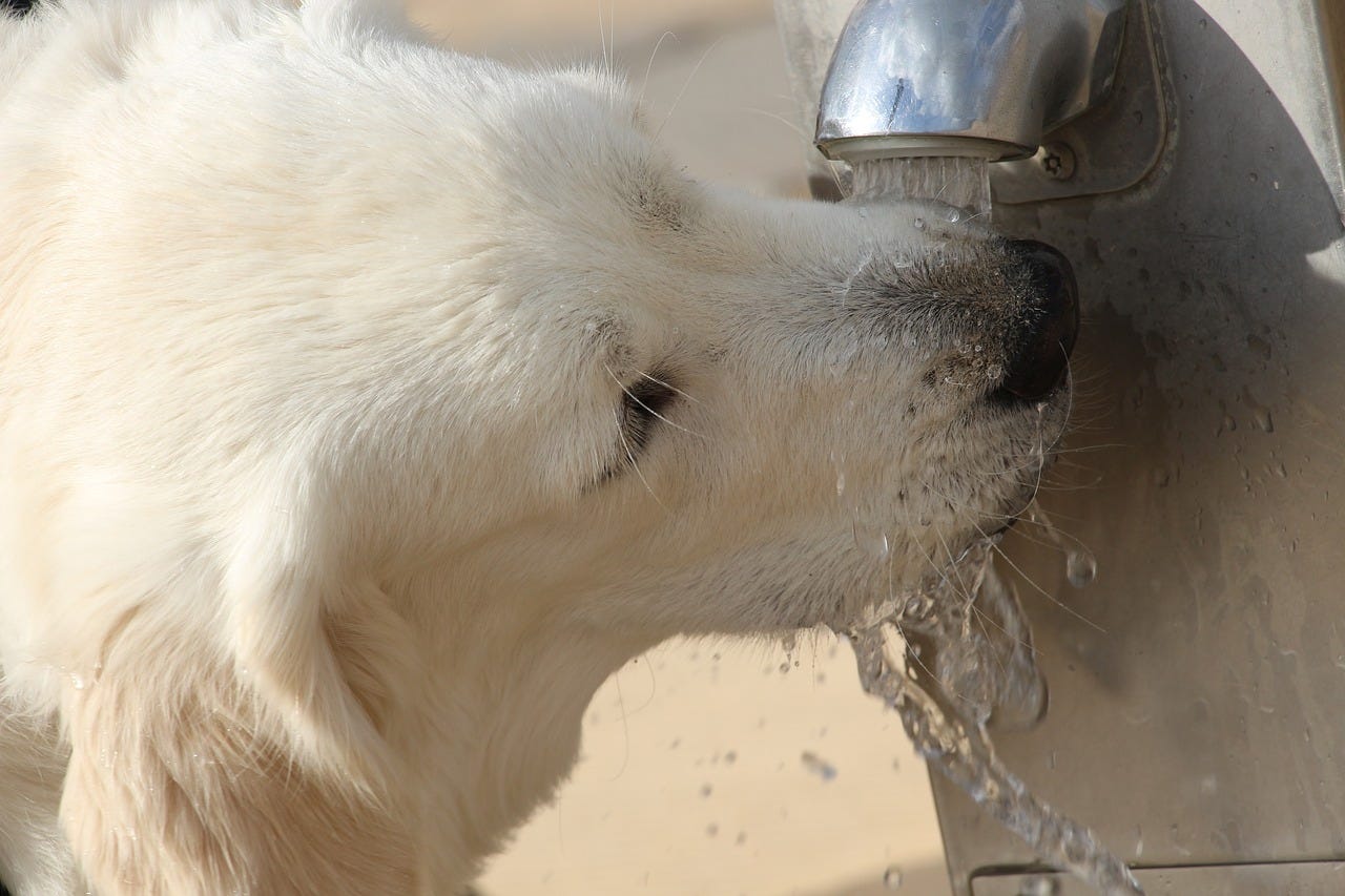 A dog drinking from a tap — he’s well-hydrated!