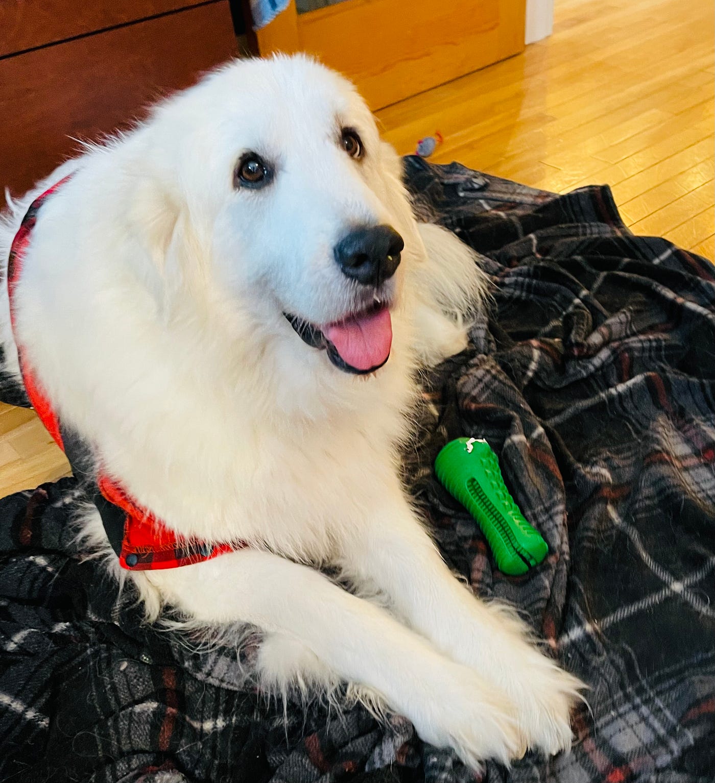 Fluffy large dog on a blanket on a floor. She’s smiling and she has a toy next to her.