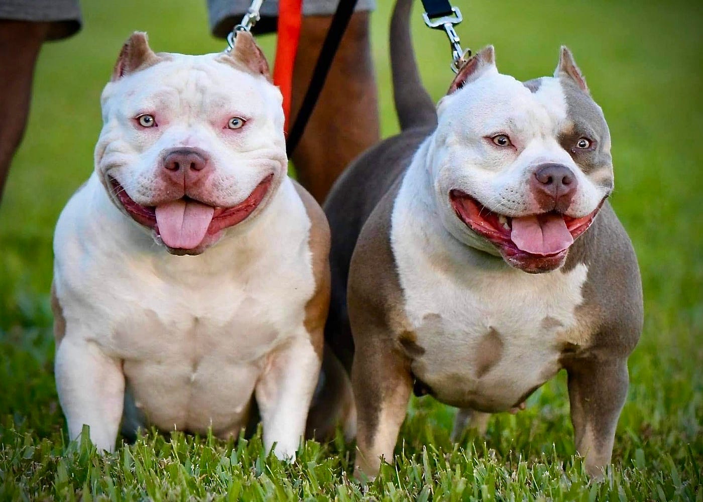 top bully kennels