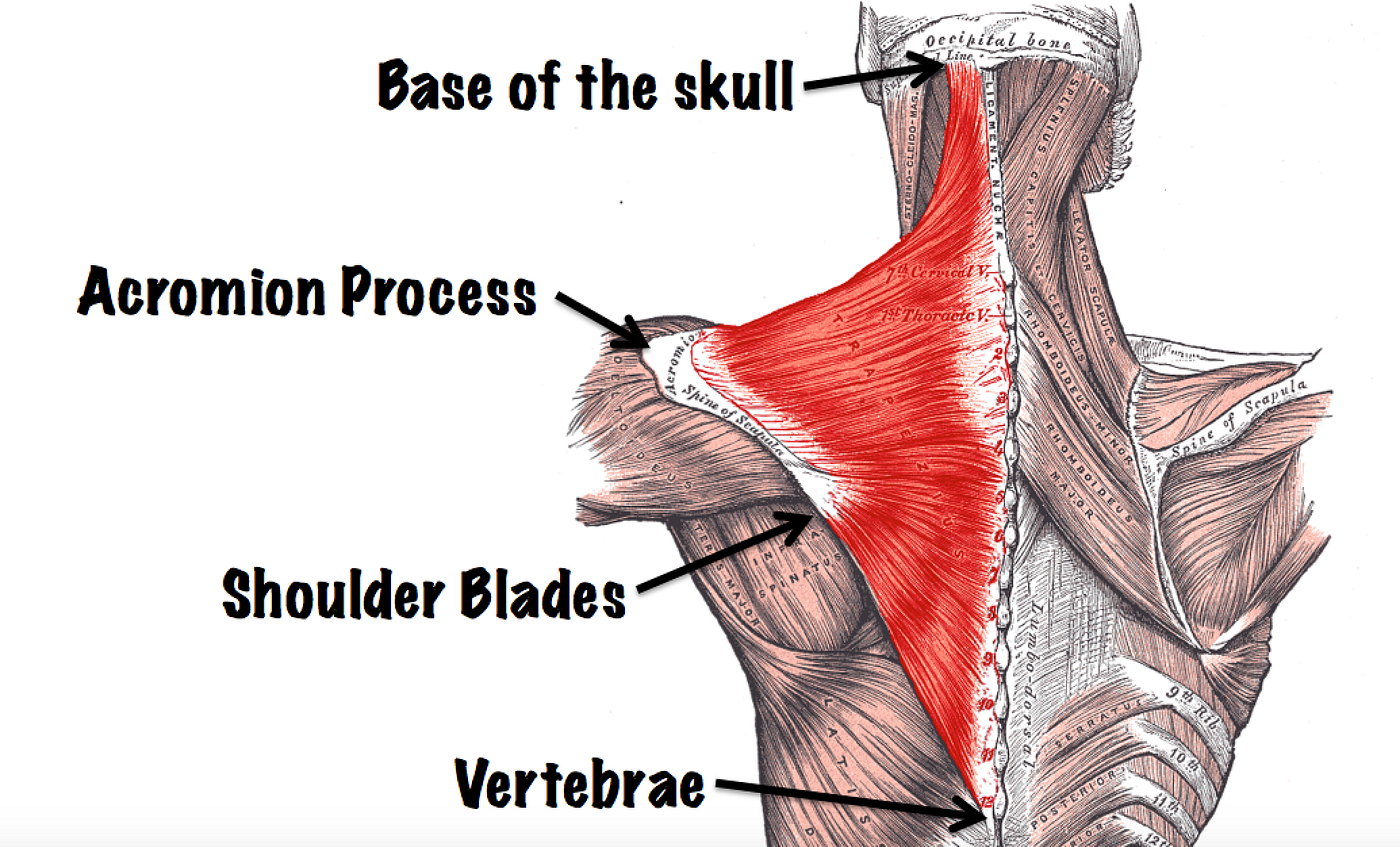 Exercises for Bigger and Stronger Traps by Rahul Yadav Medium