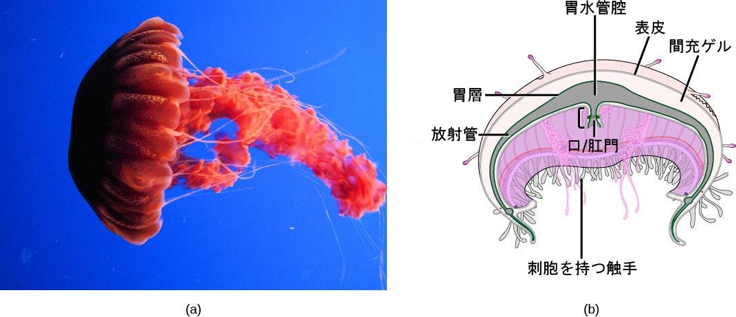 生物学 第2版 第28章 無脊椎動物 Japanese Translation Of Biology 2e By Better Late Than Never Medium 生物学 第2版 第28章 無脊椎動物 Japanese Translation Of Biology 2e By Better Late Than Never Medium