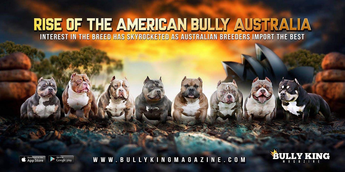 american bully store