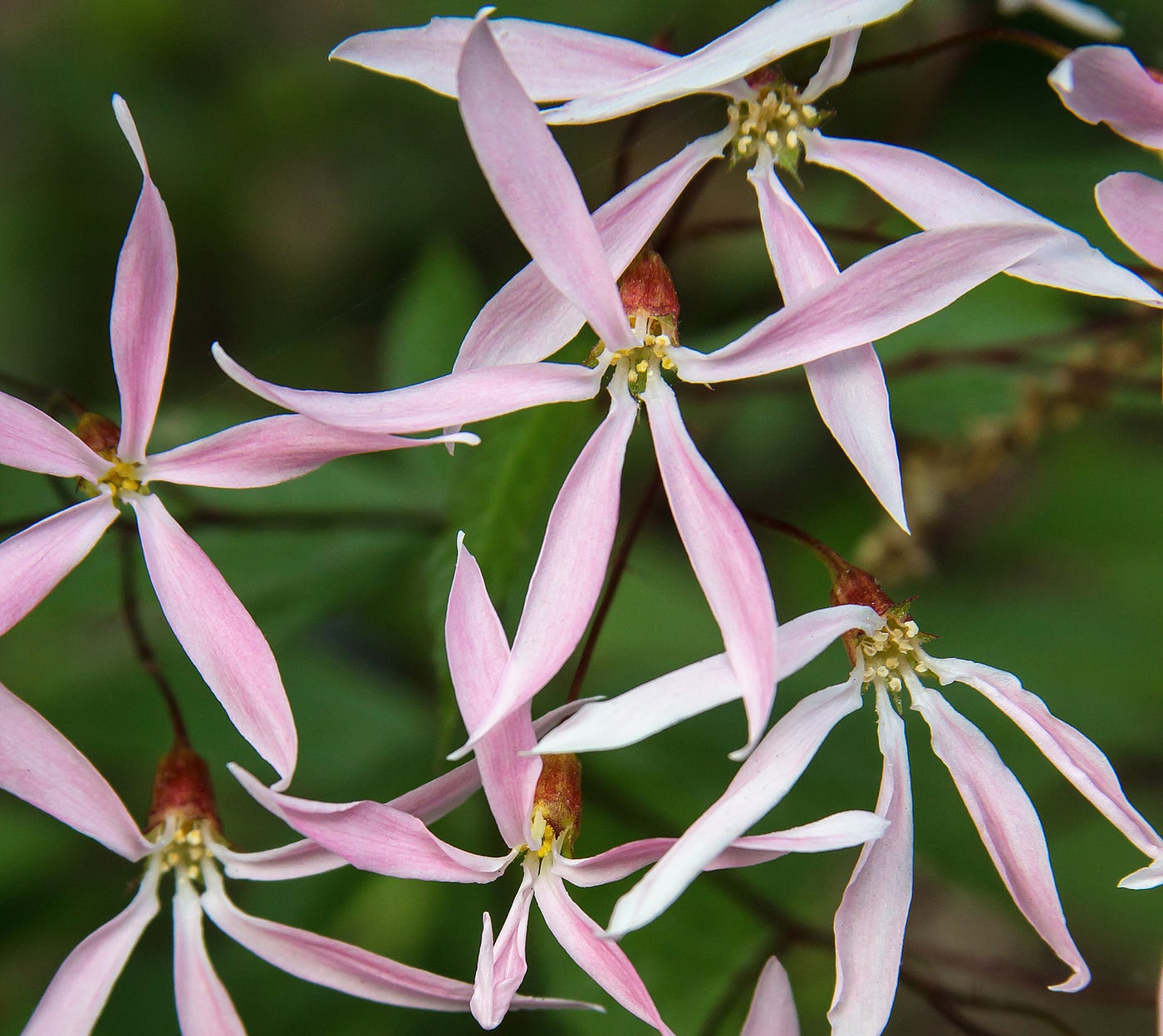 25 of the Most Beautiful Wildflowers in The Philipendium Medium