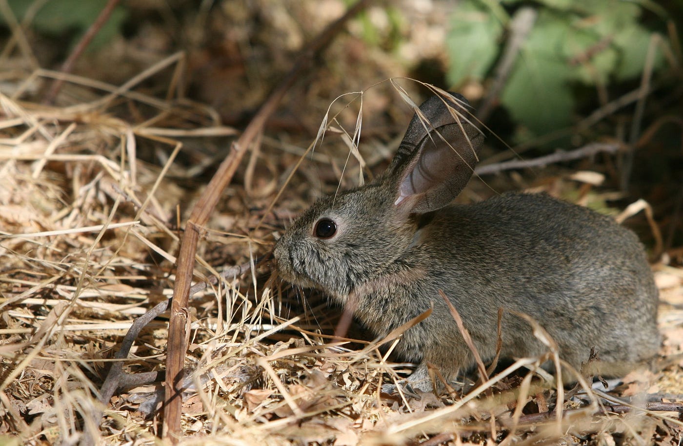 small rabbit in brush