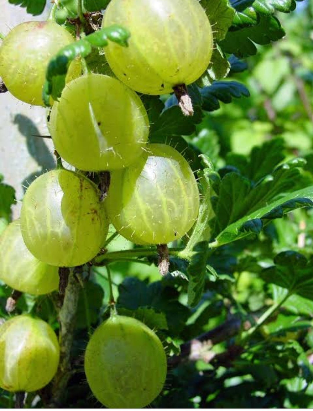 healthy-winter-s-morning-as-it-is-winter-season-now-in-india-we